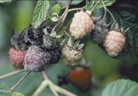 09 berry notes 7