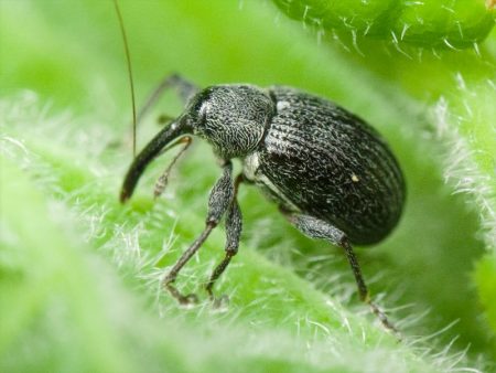 raspberry disease and pest