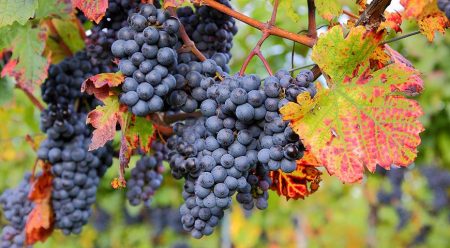 spring grape care