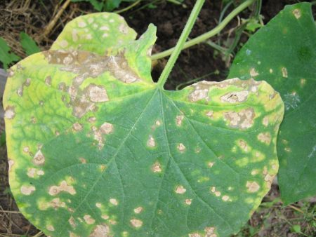 leaves turn yellow in cucumbers what to do