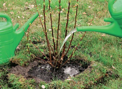 how to care for currants