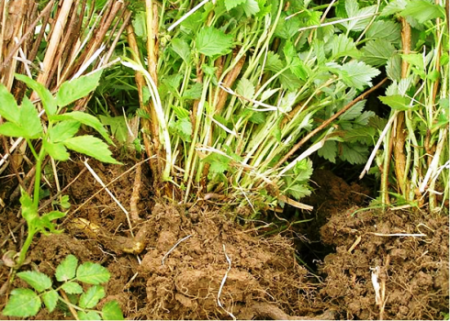 bush raspberry bumps and pests