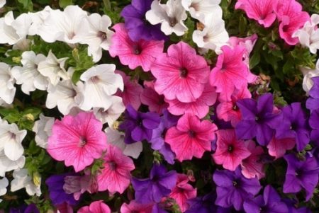 Lavatera is different