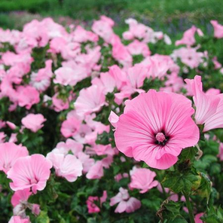 pink lavatera