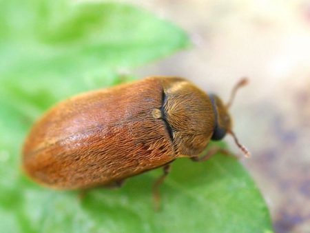 raspberry beetle