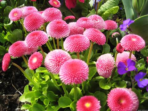 daisies