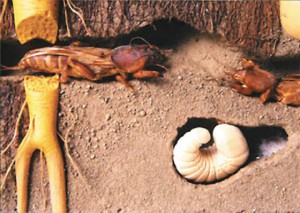 burrow bear
