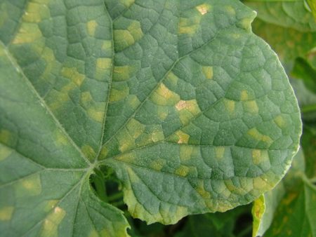 powdery mildew cucumbers