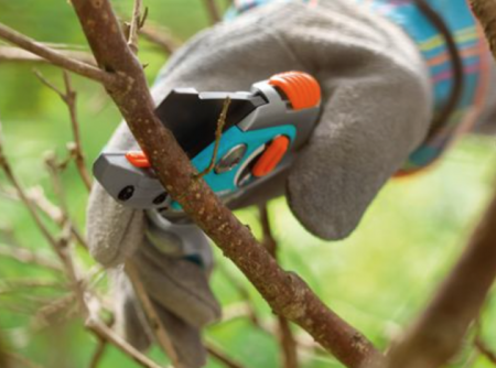 Tips for seasoned raspberry gardeners in spring