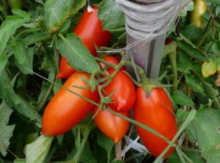 tomato koenigsberg crop photo reviews