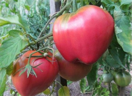 tomato batyan pissing and characterization of the variety