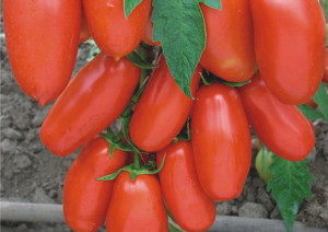 tomato shuttle