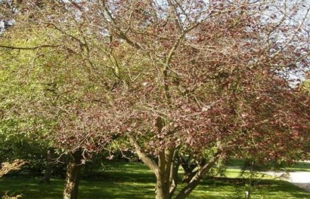 we cherish in the spring