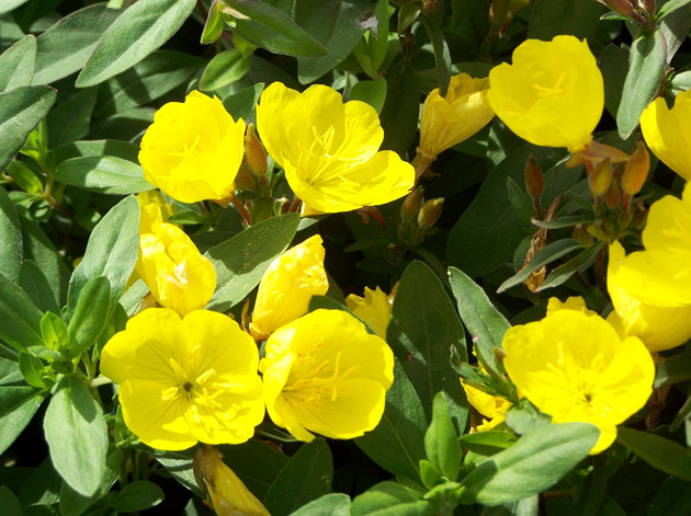 evening primrose