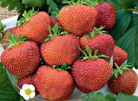 Strawberry Shelf: grade description, photo