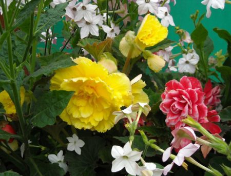 Alpine flowers