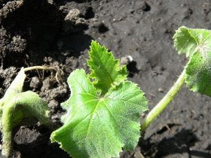 Squash seedlings