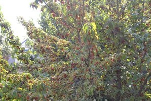 How to care for dogwood