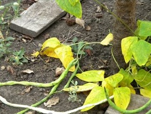 Signal Bean Pods