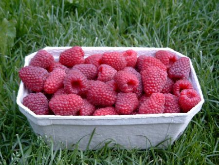 Raspberry remontant, the best grades for