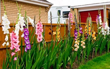 Kada iskopati gladiole i spremiti