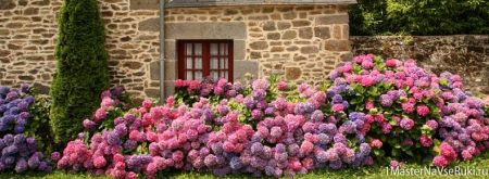 How to transplant hydrangea in the fall to a new place