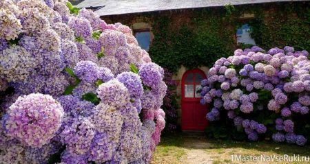 How to transplant hydrangea in the fall to a new place