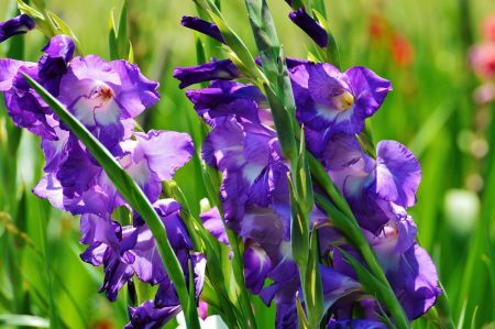 Kada iskopati gladiole i kako ih pohraniti