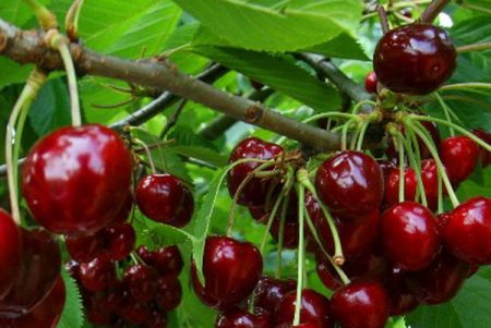 Sweet cherry