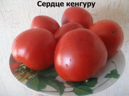 Tomato seeds: the most productive varieties