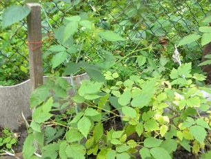 Grown bush of black raspberries