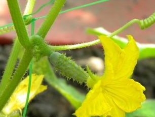 How to make supports for cucumbers