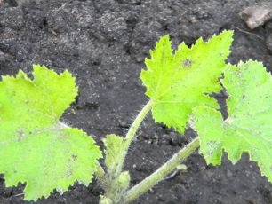 The first day of squash seedlings will take root