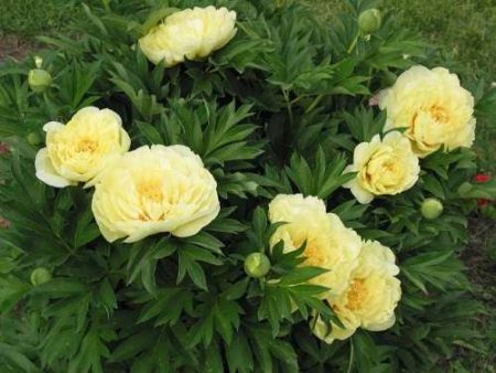 How to transplant peonies so that they bloom next year