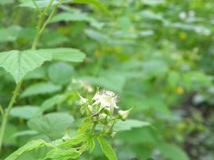 After 2-3 years, the first buds will appear on the black raspberry bushes