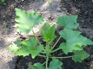 Regularly water the squash wells