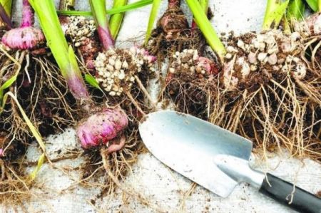 Kada iskopati gladiole i kako ih pohraniti