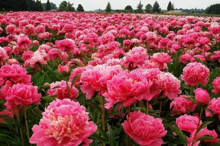 How to transplant peonies in the fall to a new place
