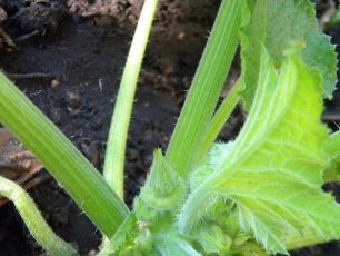 The first ovaries on squash bushes may appear even before flowering