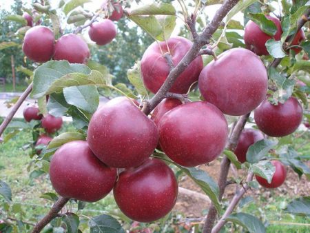 Apple tree Wellsie: description, photo