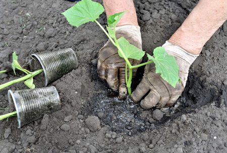 Cucumber care in the greenhouse from planting to harvest, video