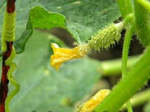 Cucumber bushes during growing in a barrel