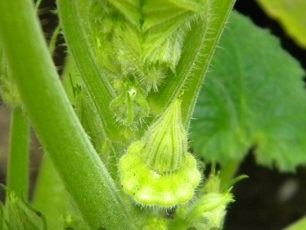 Squash is poured into a hole so as not to splash leaves with liquid
