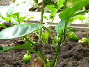 Ovaries of pepper