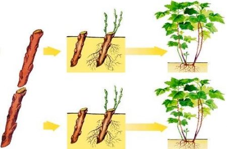 Blackcurrant: propagation by cuttings