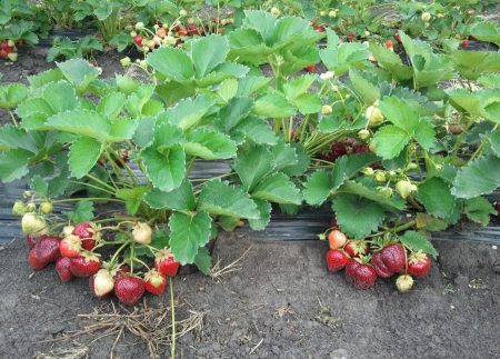 Strawberry Shelf: grade description, photo, reviews