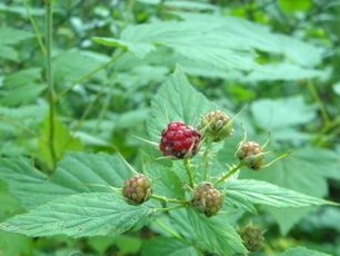 Unripe berries of black raspberries