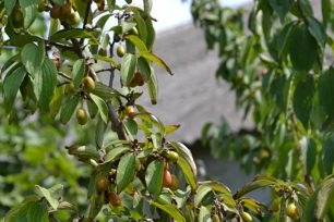 Useful properties of dogwood