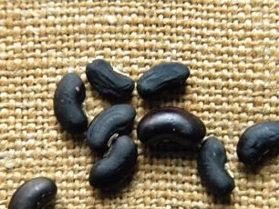 How to Harvest Vigna Asparagus Seeds