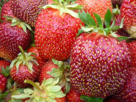 Strawberry Queen Elizabeth: variety description, photos, reviews